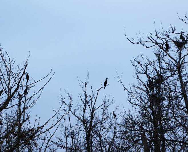 Astara is the best place to go bird watching and wildlife tours